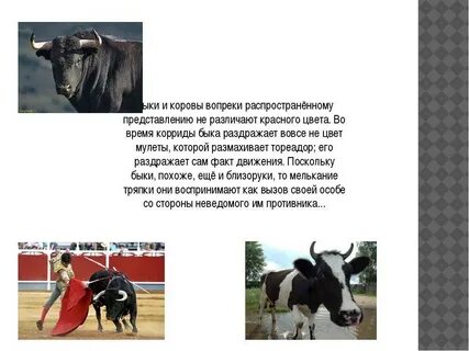 Корова видит цвета