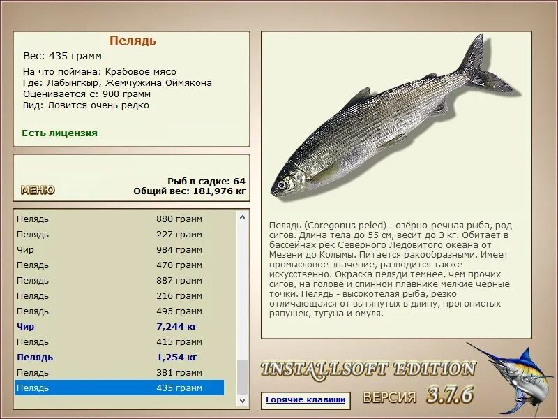 На что ловить пелядь турниры * РУССКАЯ РЫБАЛКА