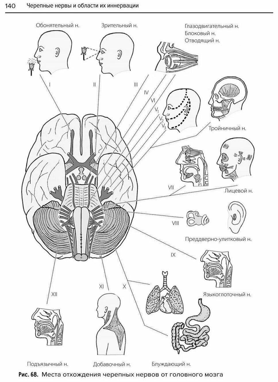 Центральная нервная система анализаторы. Строение двигательного анализатора схема. Центральная нервная система анализаторы. Центральная нервная система рецепторы и анализаторы. Сенсорные системы (анализаторы) могза схема.