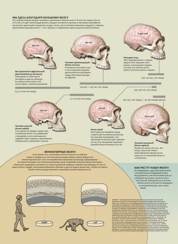 Какой мозг у приматов. Эволюция человеческого мозга. Объем мозга Эволюция. Объем мозга в процессе эволюции. Процесс эволюции мозга человека.
