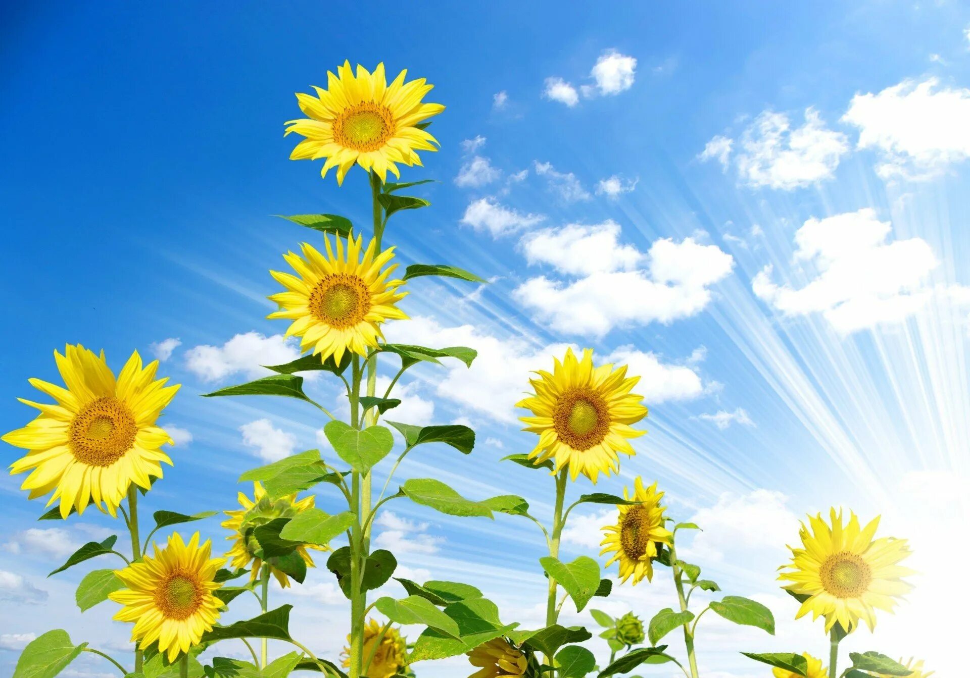 Подсолнухи на голубом небе. Фотообои Подсолнухи. Солнечный цветок. Подсолнух и солнце.