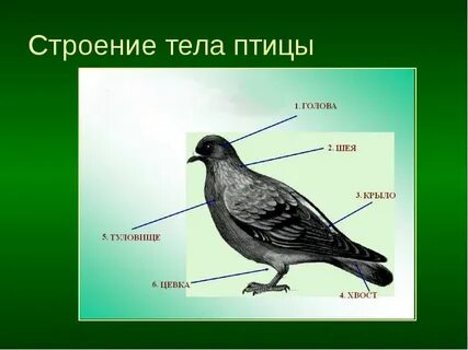 Какая форма тела у птиц