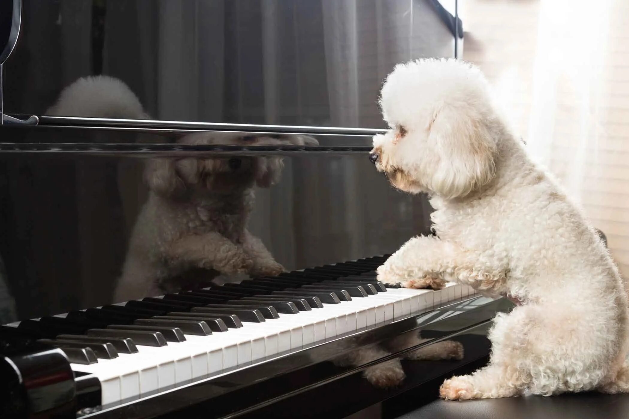 Tom plays piano. Собака на пианино. Собака на рояле. Щенок фортепьяно. Собака и фортепиано.