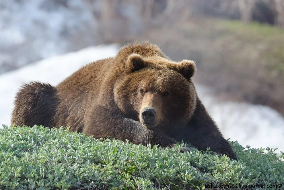 Дальневосточный бурый медведь. Сихотэ-Алинский заповедник медведь. Камчатский бурый медведь. Бурый медведь Сихотэ Алинь.