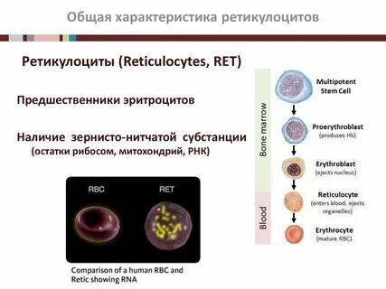 Ретикулоциты это