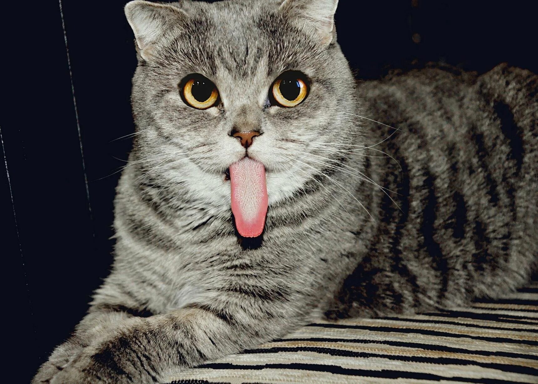 Кот с тремя языками. Кот с тремя языками. Котик с высунутым языком. Кот с тремя языками. Животные показывают язык.