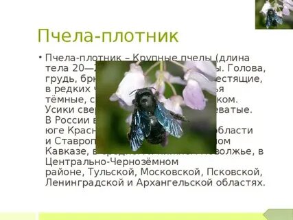 Пчела плотник описание