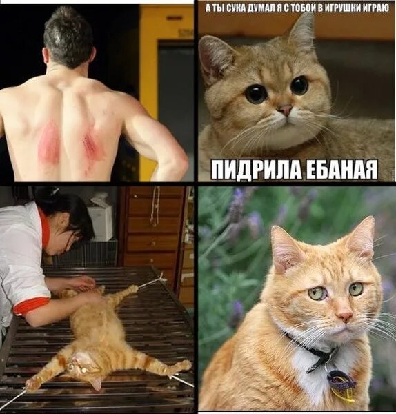 Эта сука выглядит как кошка funny-pet-haircuts-cat-photos Cats, Silly dogs, Dog memes