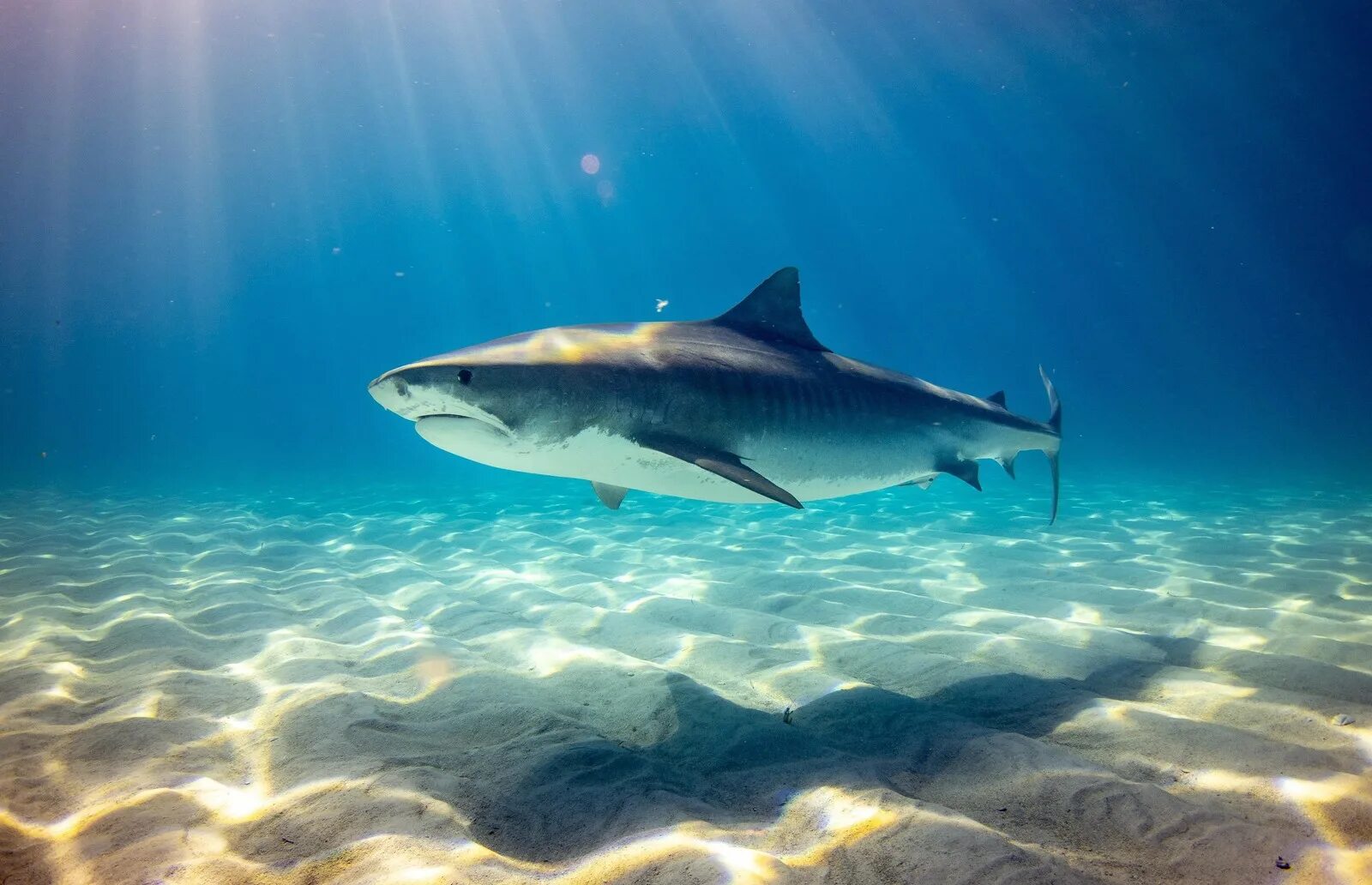 Ocean shark. Тигровая акула Египет 2023. Рифовые акулы в Египте. Большая белая акула. Акула в океане.
