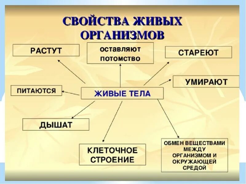 Общими свойствами живых организмов являются. Основные свойства живых организмов. Живые свойства живых организмов. Схемасвойсьва житвого. Строение и свойства живых организмов.