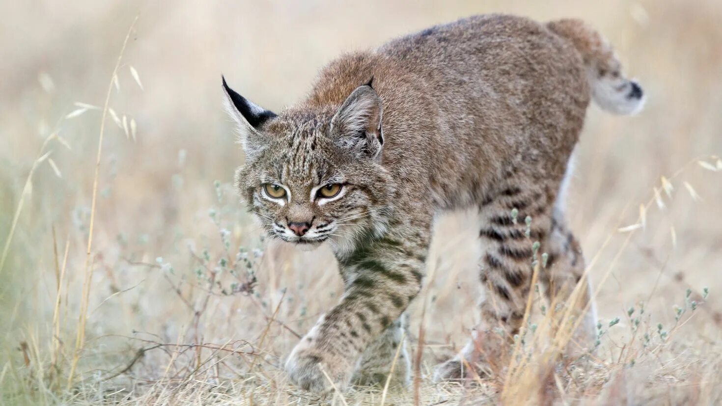 Туркестанская Рысь. Lynx Рысь. Рысь - Lynx Lynx (Linnaeus, 1758). Бобкэт Рысь. Дикую кошку рысь