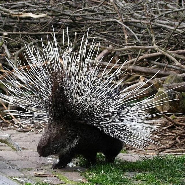 дикобраз бежит. спайк дикобраз. похожа на небольшого дикобраза кроссворд.