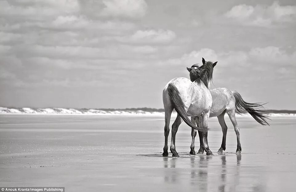 Вилд хорсе Исланд. Дикие лошади Камберленд. Лошадки Wild Horse Island. Лошадь на пляже. Wild horse islands the hunt