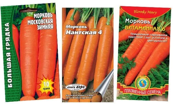 Лучшие сорта моркови для посева под зиму