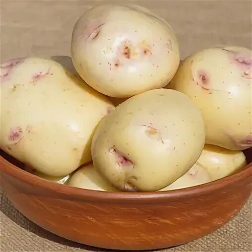 Картофель аляска. Семенной картофель "тайфун". Картофель аляска. Сорт картофеля аляска. Микрорастения картофеля сорта аляска.