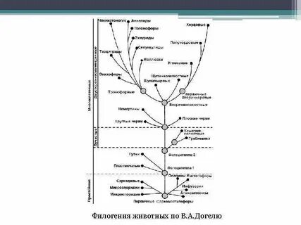 Филогения