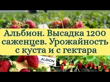 Урожайность альбион