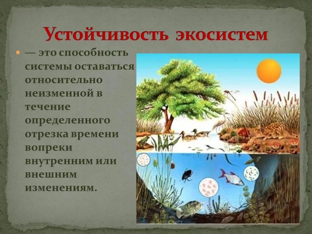 Разнообразие экологических систем. Устойчивость Агросистемы. Устойчивость экологических систем. Устойчивость экосистемы. Устойчивость биогеоценоза.