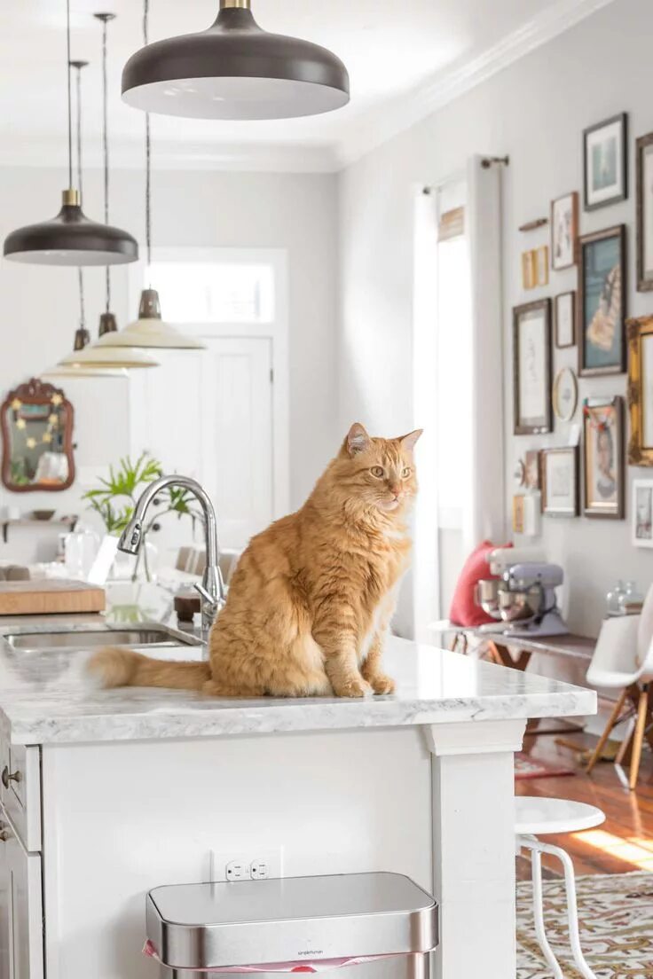Cats kitchen. Дом для кота. Коты в доме. Домашние коты в квартире. Кошка на кухне.