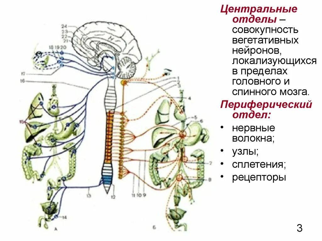 Центр периферическая нервной системы. Отделы ВНС центральные и периферические структуры ВНС. Схема. Вегетативная и соматическая иннервация.. Симпатический отдел вегетативной нервной системы иннервация. Структуры центрального отдела вегетативной нервной системы:.