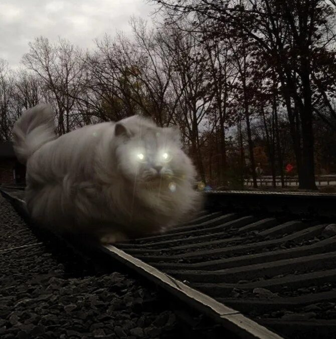 Кот железная дорога. Кот на железной дороге. Кот паровоз. Железная дорога и котики. Кот на рельсах.