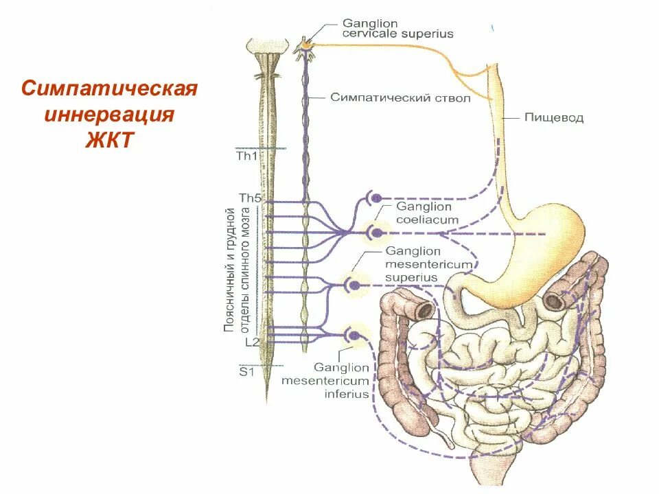 Нервный пищевод. Иннервация пищеварительной трубки. Иннервация желудочно-кишечного тракта. Парасимпатическая иннервация желудочно-кишечного тракта. Иннервация пищеварительной трубки схема.
