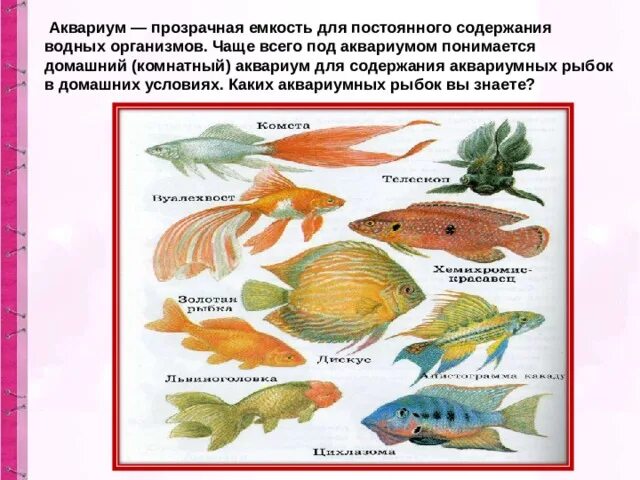 Картинки ОКРУЖАЮЩИЙ МИР 1 КЛАСС ПРО РЫБ