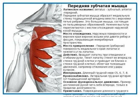 Передняя зубчатая мышца