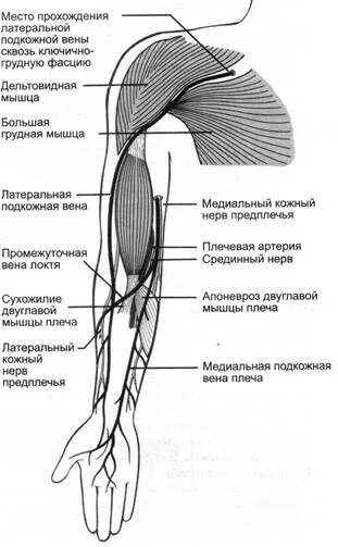 Вены верхней конечности. Латеральная подкожная Вена верхней конечности. Кубитальная Вена верхней конечности. Медиальная Вена верхней конечности. Глубокие вены верхней конечности схема.