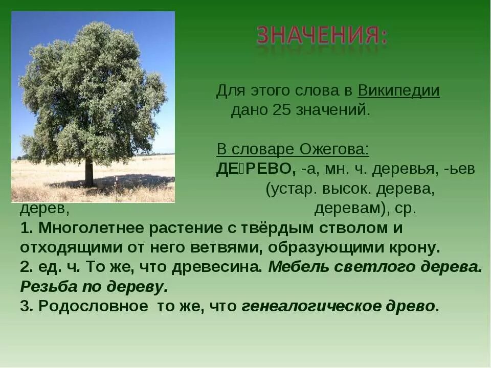 Другое значение слова сад. Многолетнее растение с твёрдым стволом и ветвями. Слова обозначающие деревья. Деревья текст. Значение слова дерево.