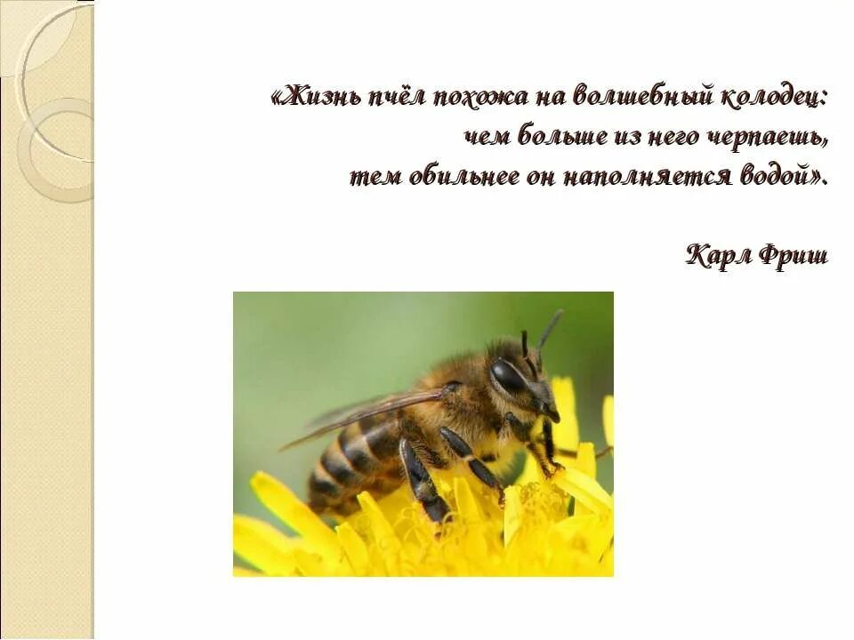 Пчеловодство доклад 3 класс. Жизнь пчел. Интересные факты о пчелах. Пчела 3 класс окружающий мир. Проект про пчел.