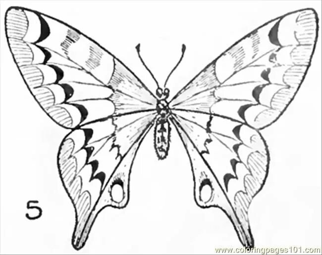 Простые крылья бабочки. Бабочка рисунок карандашом. Рисунок бабочки для срисовки. Рисование бабочки. Эскиз бабочки карандашом.