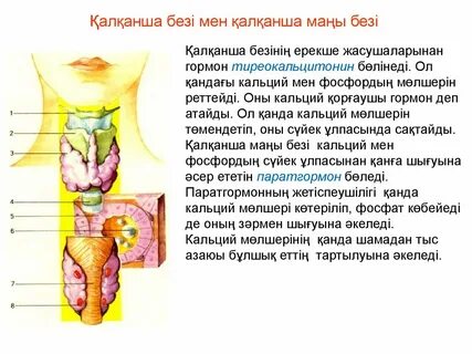 Үлкен клиторы және эякуляциясы бар порно көру