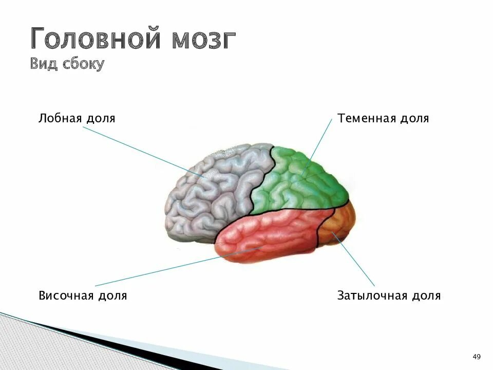 Какие зоны в лобной доле. Функции лобной доли головного мозга.