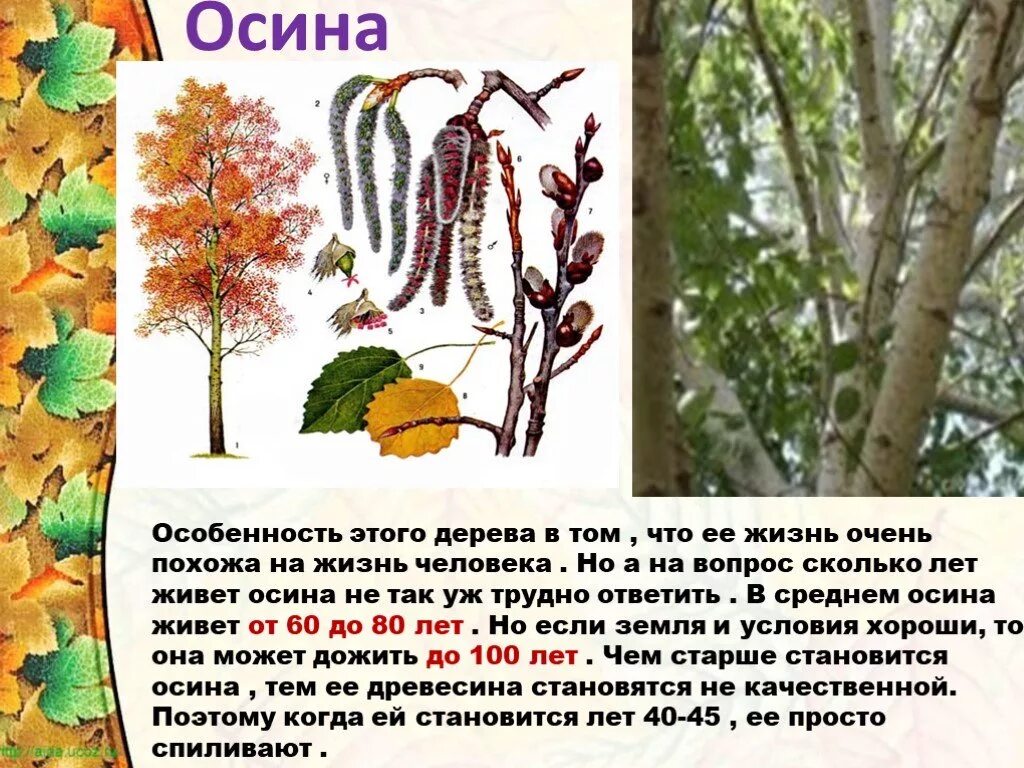 Интересно осина