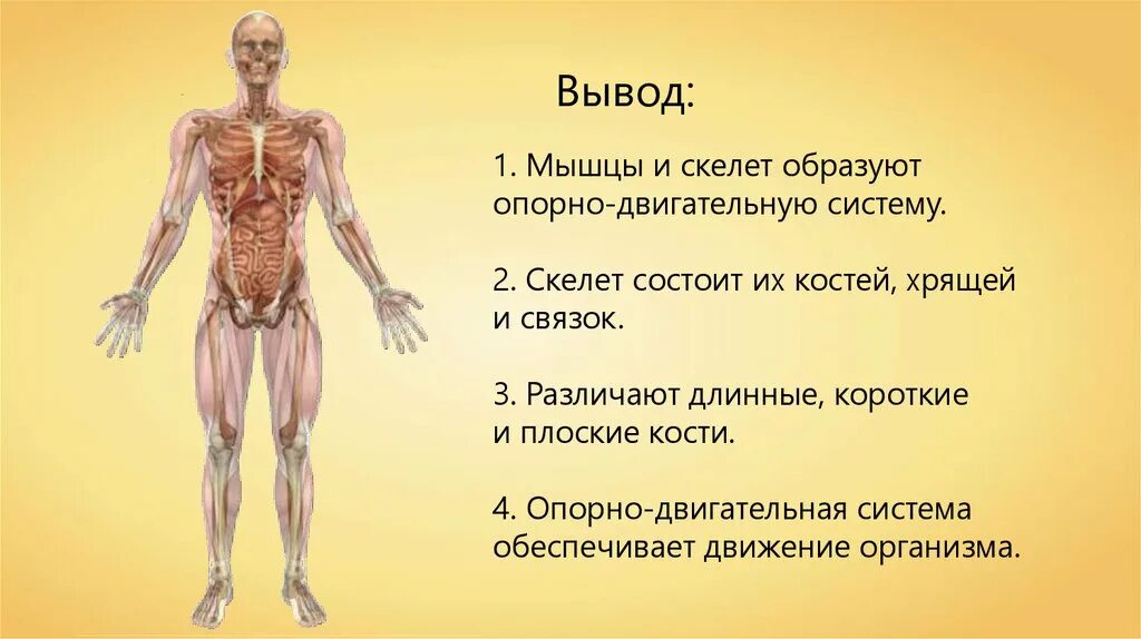 Кости человека 4 класс окружающий мир. Опорно двигательная система скелет и мышцы. Опорно-двигательная система человека состоит из скелета и мышц. Строение опорно-двигательной системы человека (мышечная система).. Опорно двигательная система строение скелета.