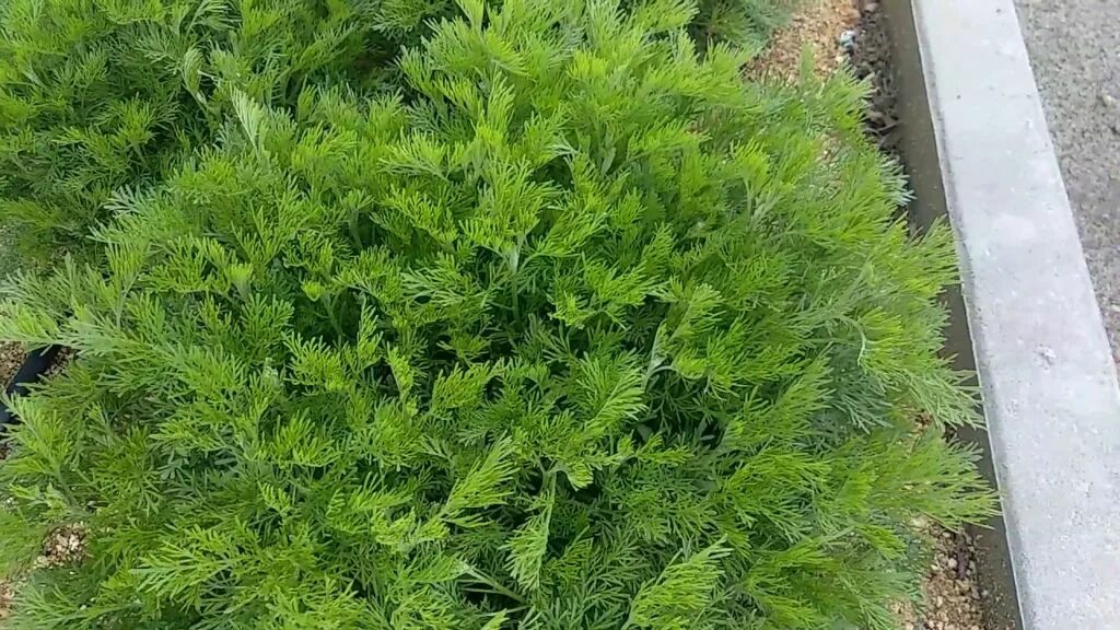 Древовидная полынь artemisia abrotanum. Полынь лечебная artemisia abrotanum. Полынь "cola". Полынь лечебная "coca cola". Полынь древовидная «артемизия» (божье дерево).