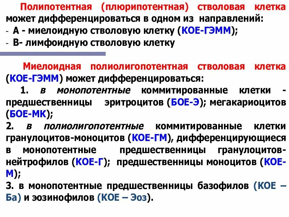 Полипотентные стволовые клетки. Полипотентные клетки это. Полипотентная стволовая кроветворная клетка. Классификация стволовых клеток.