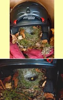 Хомяку наткнулся на птичье гнездо