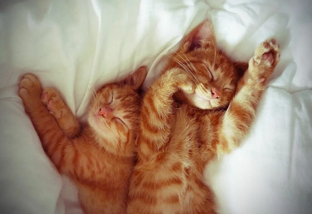 Киса руки. Кошечка проснулась. Доброе утро котики. Доброе утро котенок. Рыжий кот просыпается.