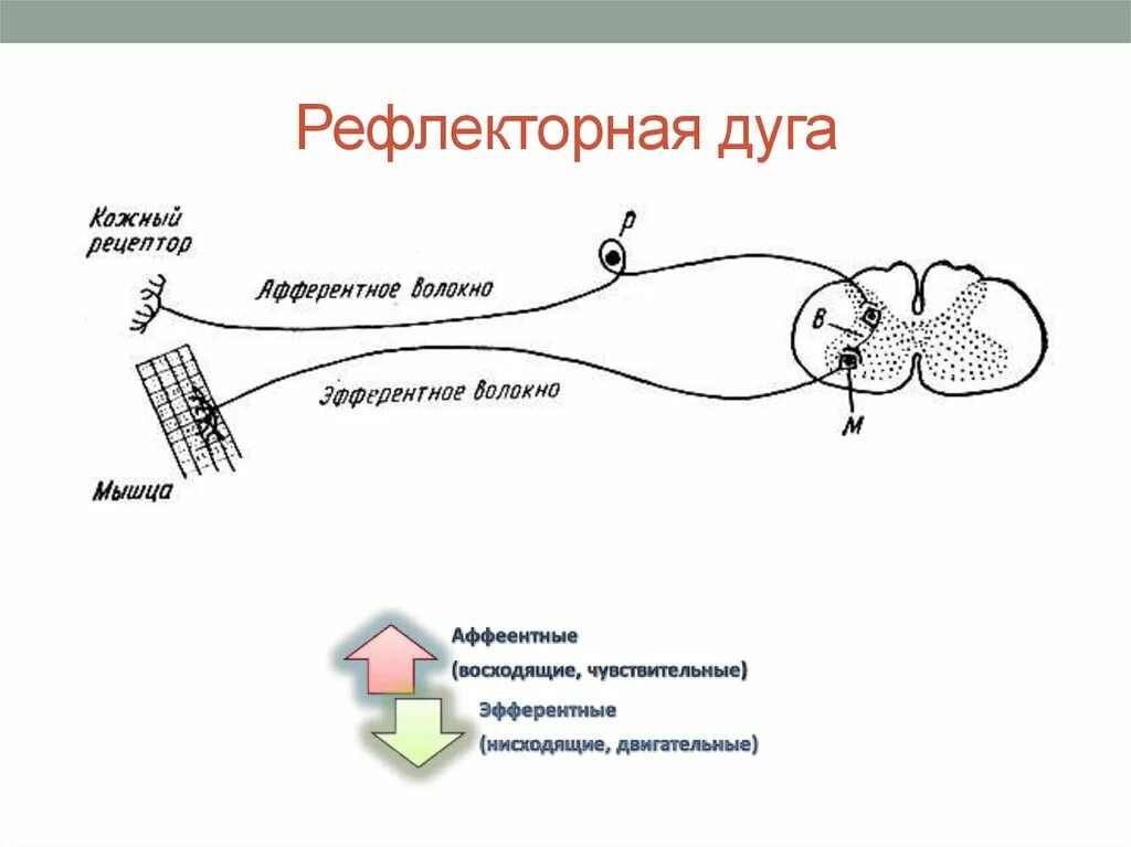 Строение рефлекторной дуги схема ЕГЭ. Структура рефлекторной дуги рисунок. Схема рефлекторной дуги соматического рефлекса. Строение трехнейронной рефлекторной дуги.