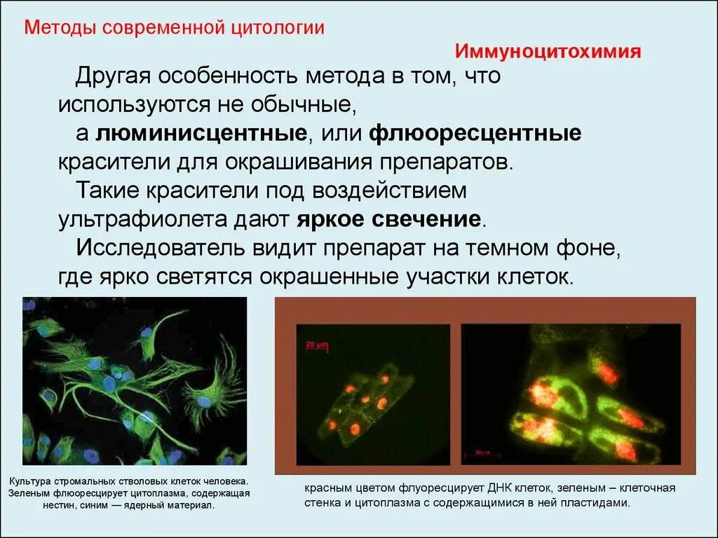 Методы изучения цитологии. Методы цитологических исследований клетки. Современные методы изучения клеток цитология. Современные методы исследования клетки цитология.