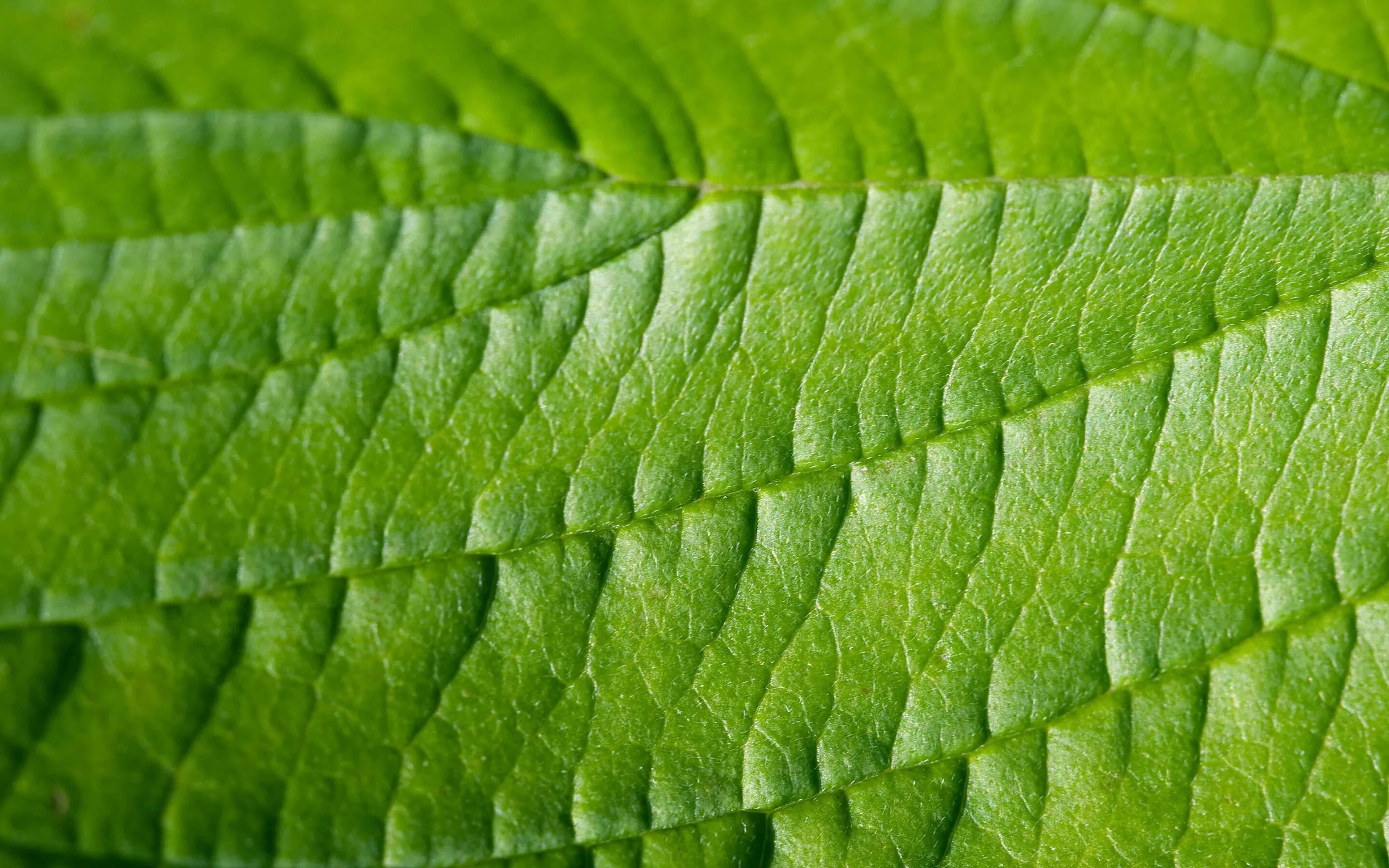 Лист органики. Лист органики. Лист с прожилками. Green leaves. Веган символ.