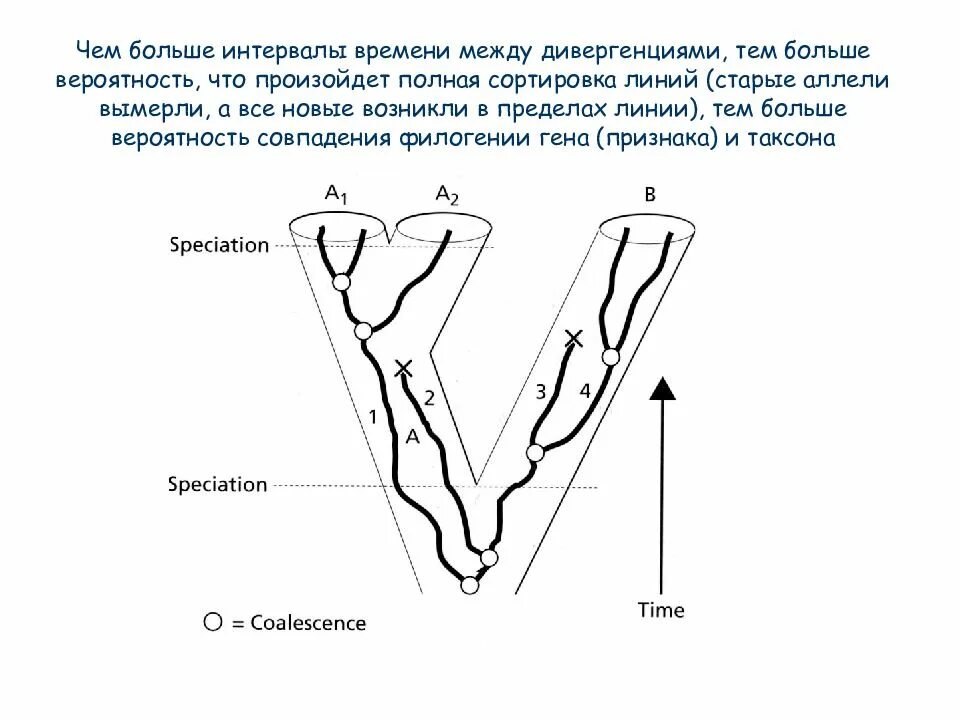 Дивергенция строение. Дивергенция в стоматологии. Конвергенция и дивергенция на зубах. Дивергенция складок. Конвергенция складок желудка.