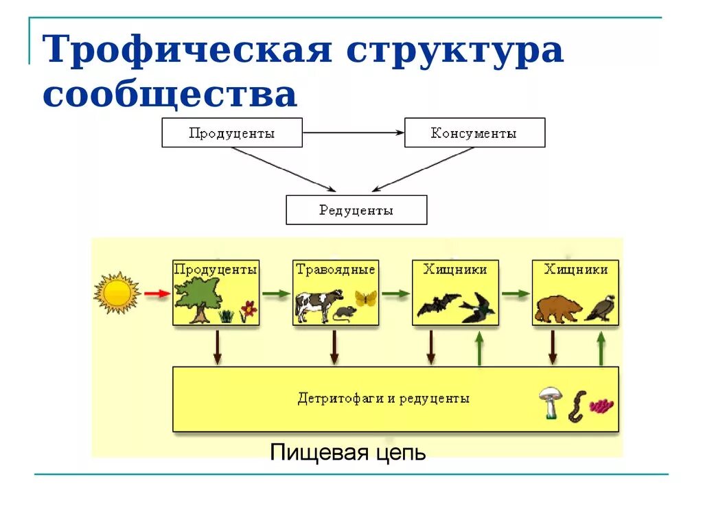 Редуценты это в биологии кратко. Трофическая структура схема. Пищевые цепи трофическая структура биогеоценоза. Структура сообщества биология схема. Трофическая структура пищевая цепь.