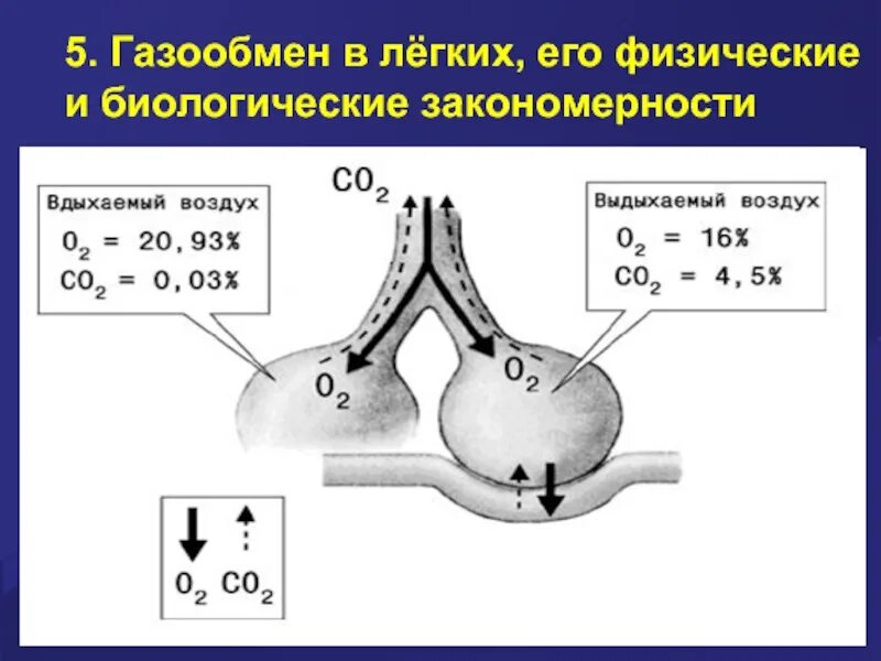 Обмен газов между легочным воздухом и