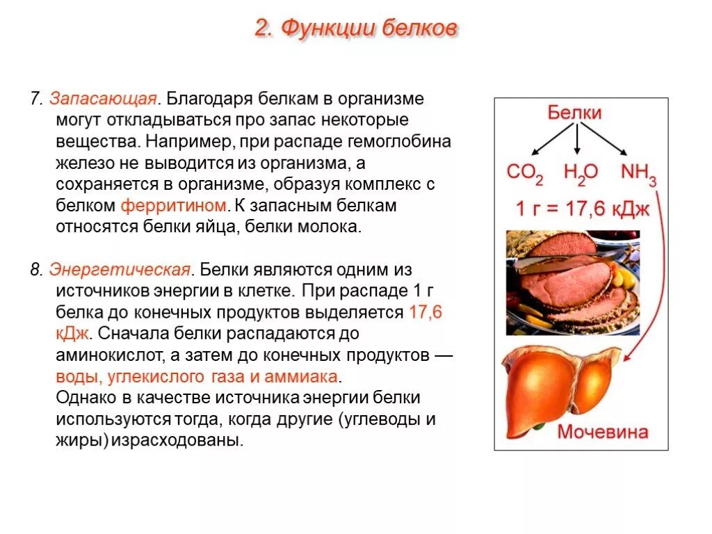 Белки питательной функции. Запасающая функция белков. Функции запасных белков. Функции и роль в организме человека белков. Запасающая функция белков в организме.