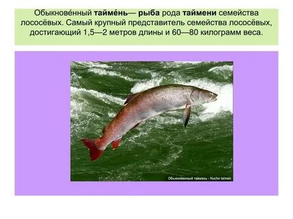 Какие виды рыб относятся к семейству лососевых