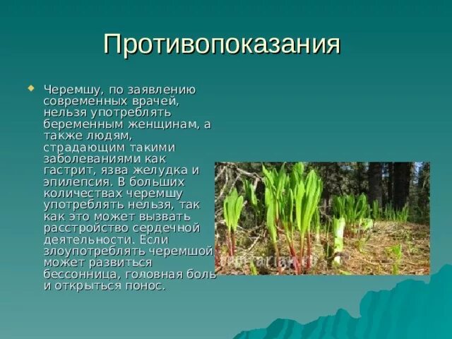 Чем полезна черемша для организма женщины. Черемша противопоказания. Черемша сообщение. Чем полезна черемша. Корень черемши.