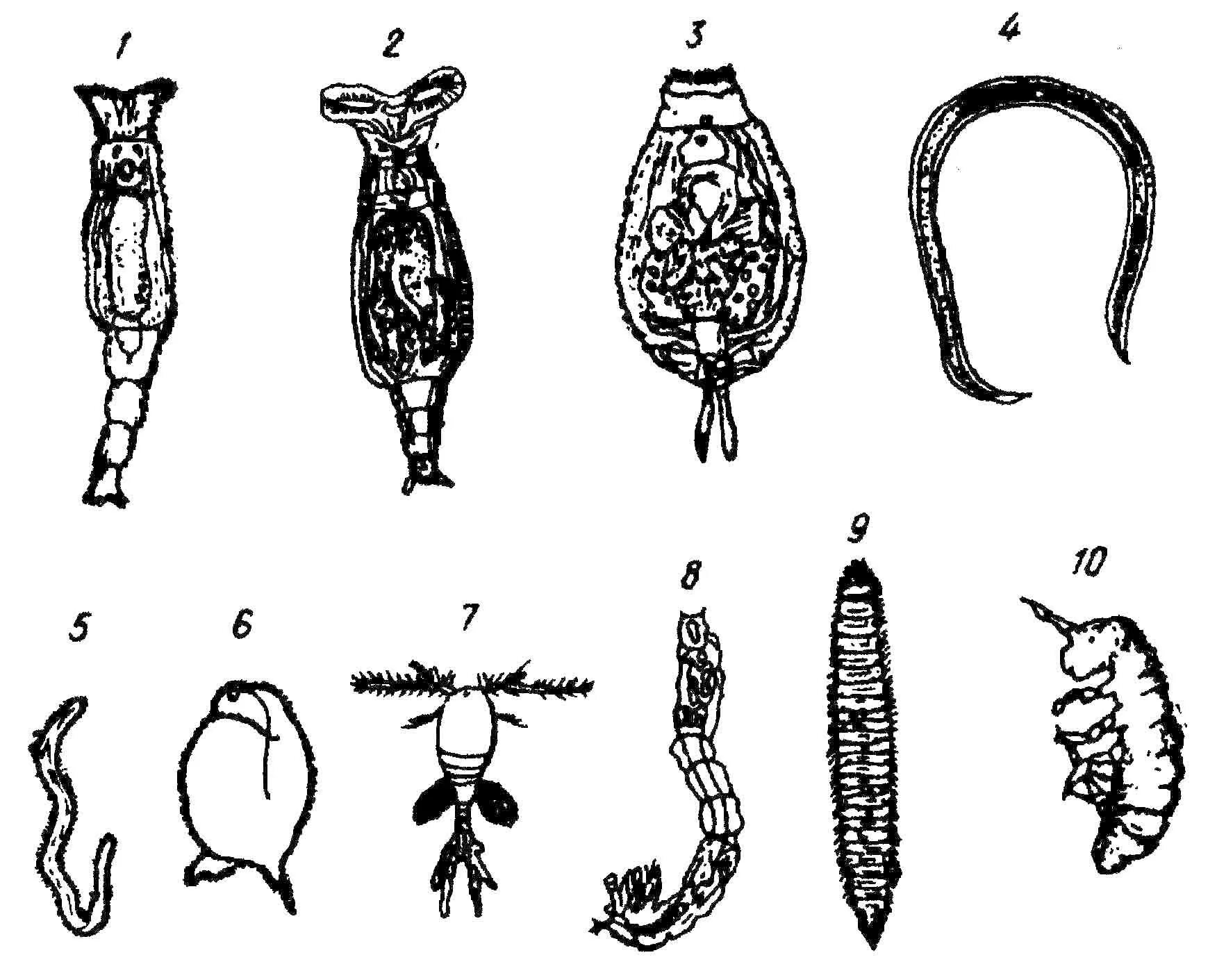Личинка коловратки. Личинки паразитических червей коловратки. Личинка коловратки под микроскопом. Нематоды это микроскопические черви.